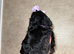 X6 cockapoo F1B puppies