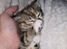 Kitten for sale