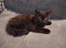 British Longhair cross Maine coon