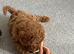 Poodle