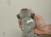 RKC Whippet Pups