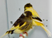 Beautiful pair of gloster canaries for sale