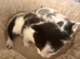 2 kittens(boy and girl)