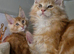 Beautiful Pure Maine coone boy's