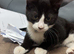 Rehoming a 6 month old kitten