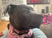 Beautiful Blue Staffordshire bull terrier Girl