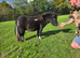 Registered shetland gelding