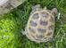 Horsefield tortoise 7 years old