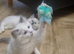 GCCF TICA beautiful Kittens Active