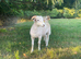 Registered Wiltshire Horn Ram Lambs
