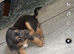 Male miniature Jack Russell puppie