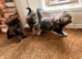 5 beautiful kittens