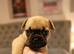 French bulldog puppies