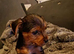 Lovely shorkie pup