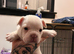 1 vaccine - last male ready to leave !!!! - DWKC French bulldog