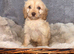 Beautiful F1 Cavapoo Puppies