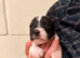 Lovely Jack Russell puppies for sale, 3 girls and 1 boy