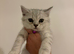Stunning British Shorthair Kittens