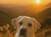 KC Reg Proven Labrador Stud Dog