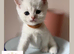 GCCF Registered British Shorthair Golden & Black Tipped Kittens &ndash; Ready 28th June