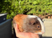 Stunning Young Boar Ready to Reserve