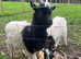 3 Purebred Bagot Male Kids for Sale - Ayrshire