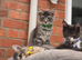 Maine Coon TICA registered Champiom Bloodline Kittens for Sale