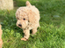 Beautiful KC registered Cream Poodle Boy - Winter Latter