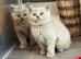 Beautiful lilac Girls & Boy
