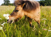Lovely Golden 6 yr old Gelded Dun Mini Shetland for sale
