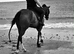 7 year old 16.2 bay mare lovely ride