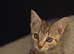 Gorgeous Tabby Male