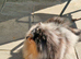 Tiny gorgeous tri colour merle pomeranian female two blue eyes