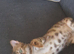 bengal girl