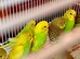 10 Beautiful yellow/green baby budgies for sale !