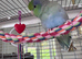 Beautiful Tame Male Parrotlet