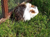 Beautiful baby male guinea pig