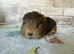Two boars for sale
