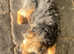 Border terrier stud dog