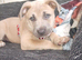 Presa Canario mix acita
