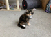 Maine coon cross kittens