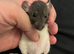 Males  6-8 weeks old