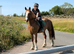 15.1hh amazing cob gelding