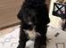 stunning bernedoodle puppy