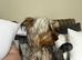 Yorkiepoo puppies