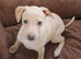Cream and fawn Italian Greyhound puppies KC Reg