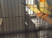 Two male star finches