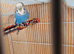 Breeding pair of budgies
