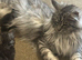 Maine Coon x Ragdoll kitten