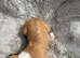 Lurcher puppies